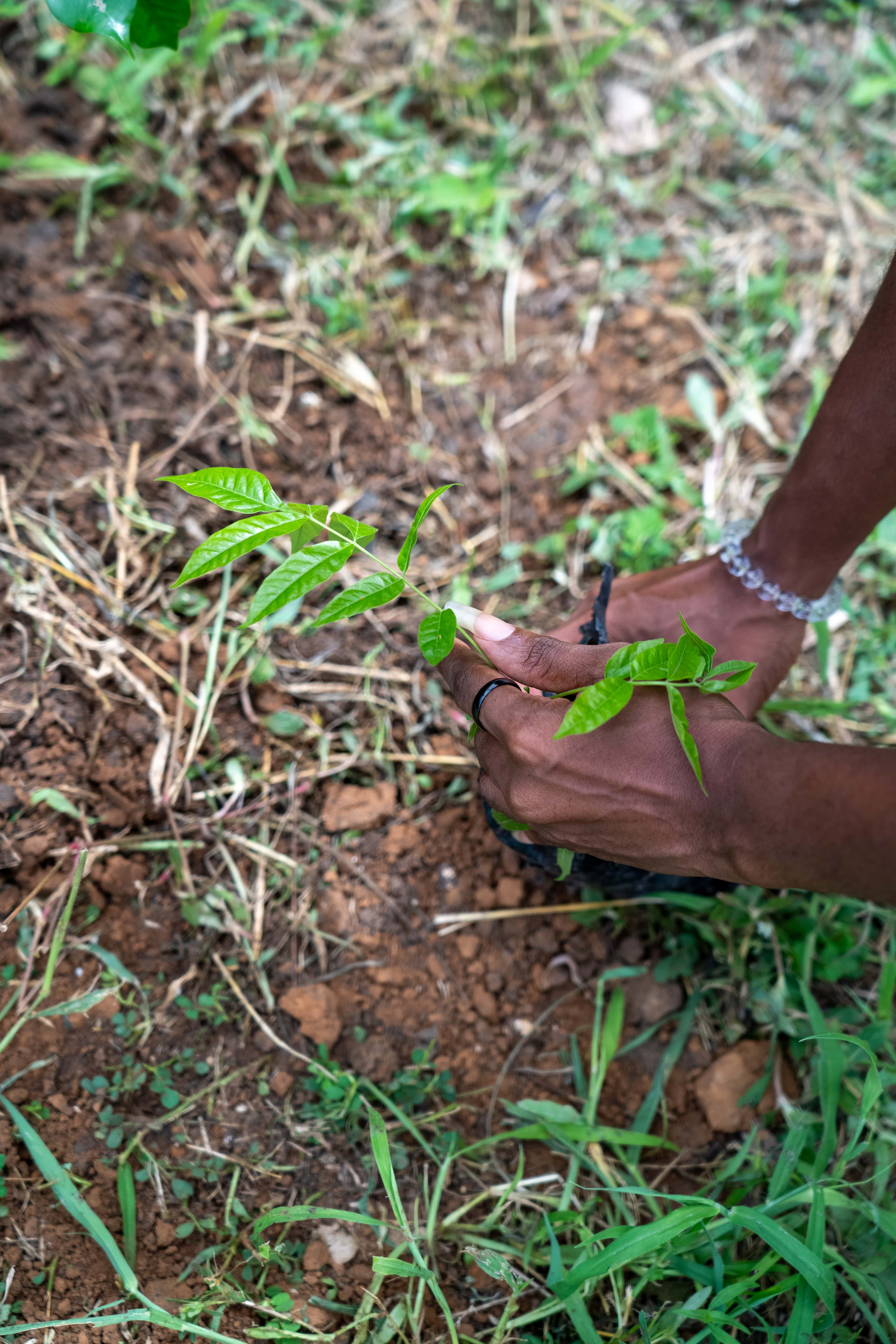 A Bold New Chapter in Environmental Restoration